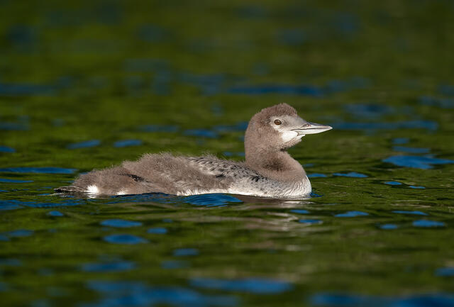 A juvenile common loon about halfway molted into its first-winter feathers in New Hampshire.