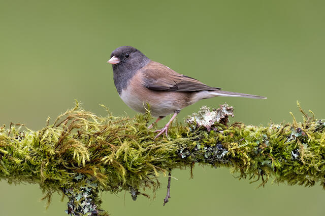 An Oregon junco perched on a branch completely covered in green moss in British Columbia.