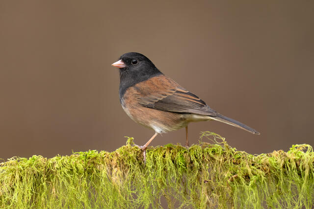 An Oregon junco sitting on a mossy branch