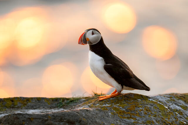 A puffin on rocks with sun shining off the water in the background