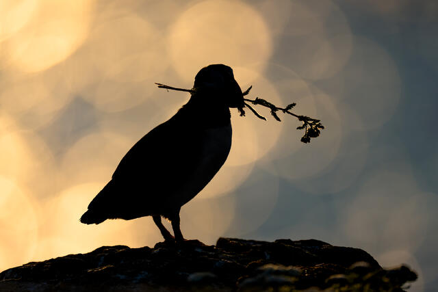 A silhouette of an Atlantic puffin holding a flower in its beak 