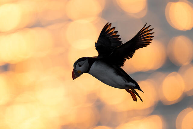 An Atlantic puffin flying over the water, backlit by the setting sun