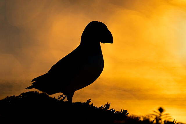 Puffin in Silhouette