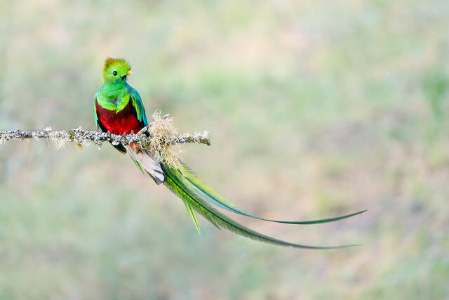 A male resplendent quetzal on a mossy branch with its tail blown by the wind.