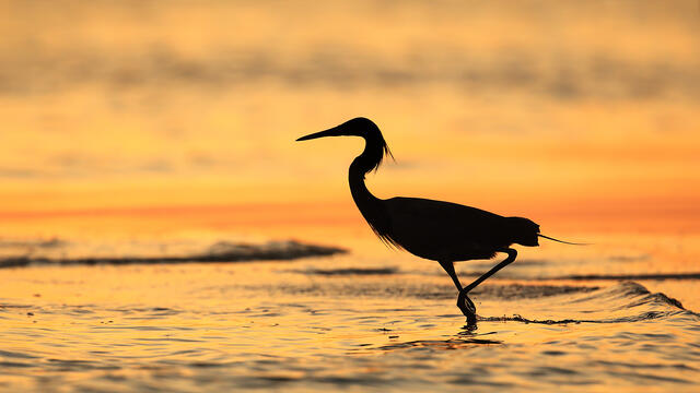 A reddish egret running in the water at sunrise.