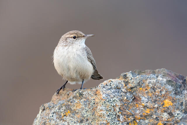 A rock wren standing on rocks with lichen