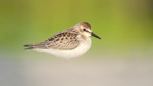 A semipalmated sandpiper shot from a low angle.