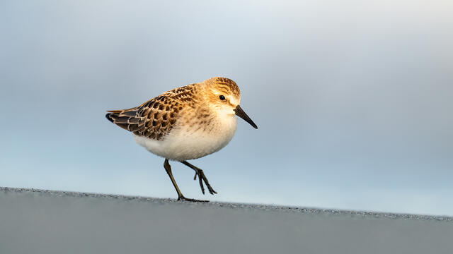 A semipalmated sandpiper in Rhode Island in a small spot of sunlight.