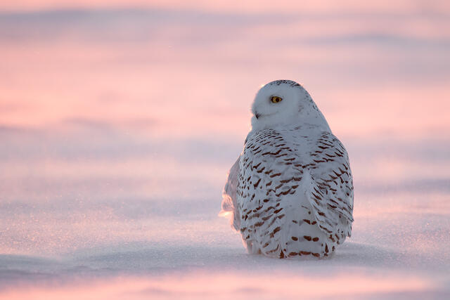 A female snowy owl in a snowy field in Ontario, with blowing snow highlighted by a pink sunset glow.
