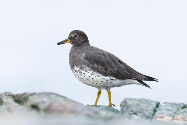 A surfbird standing on the rocks by the sea.