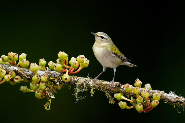 A Tennessee warbler on a branch with berries in Costa Rica.