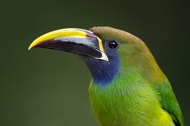 A close-up of a northern emerald toucanet.