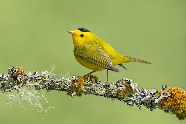 A Wilson's warbler on a mossy branch in British Columbia.