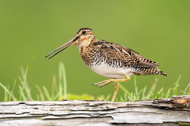 A Wilson's snipe calling as it walks along a log.