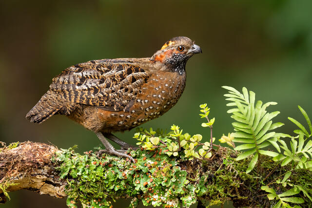 A female spotted wood quail on a log with plants