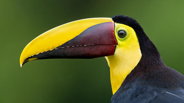 A head shot of a yellow-throated toucan.