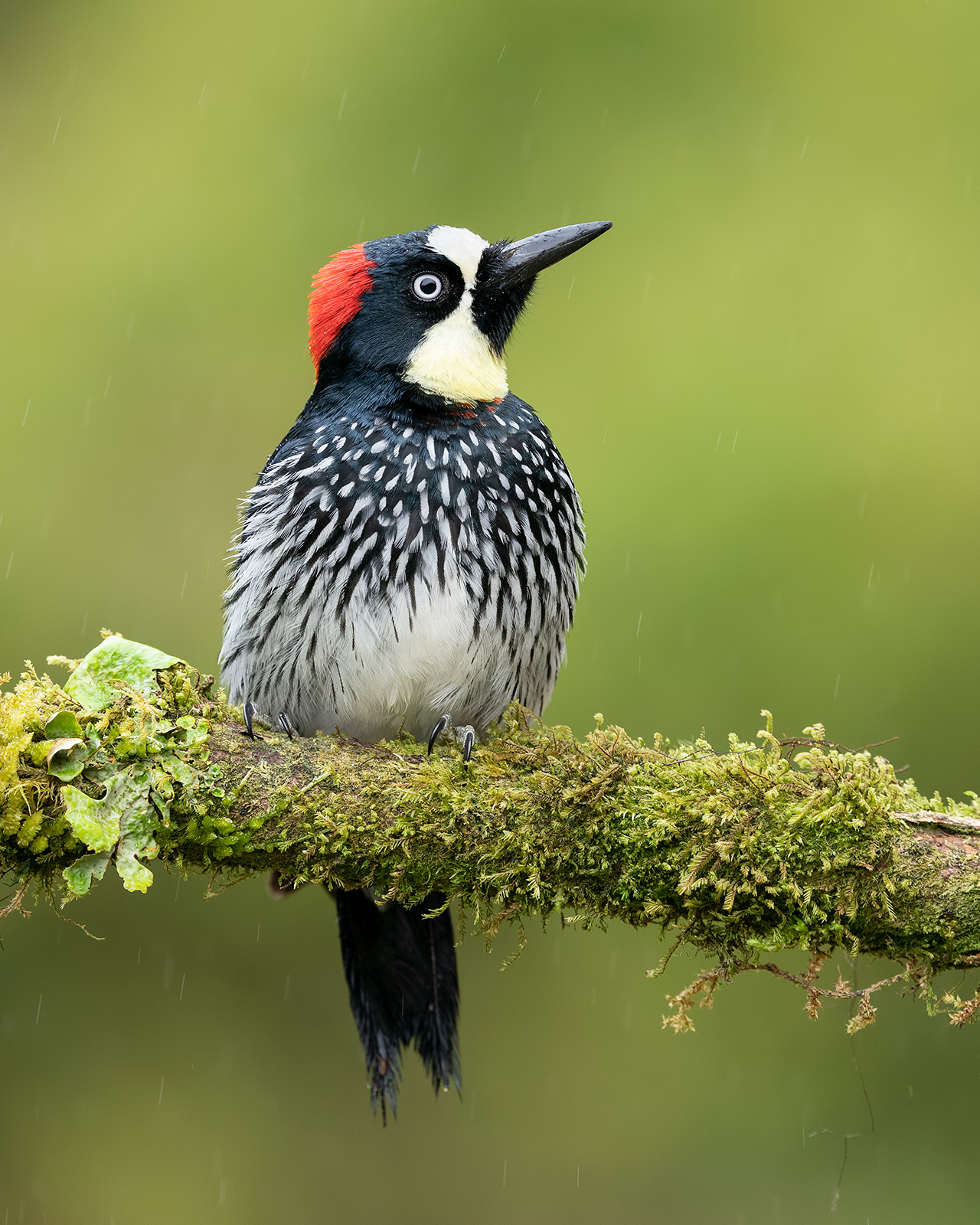Acorn Woodpecker A female acorn woodpecker in the rain.