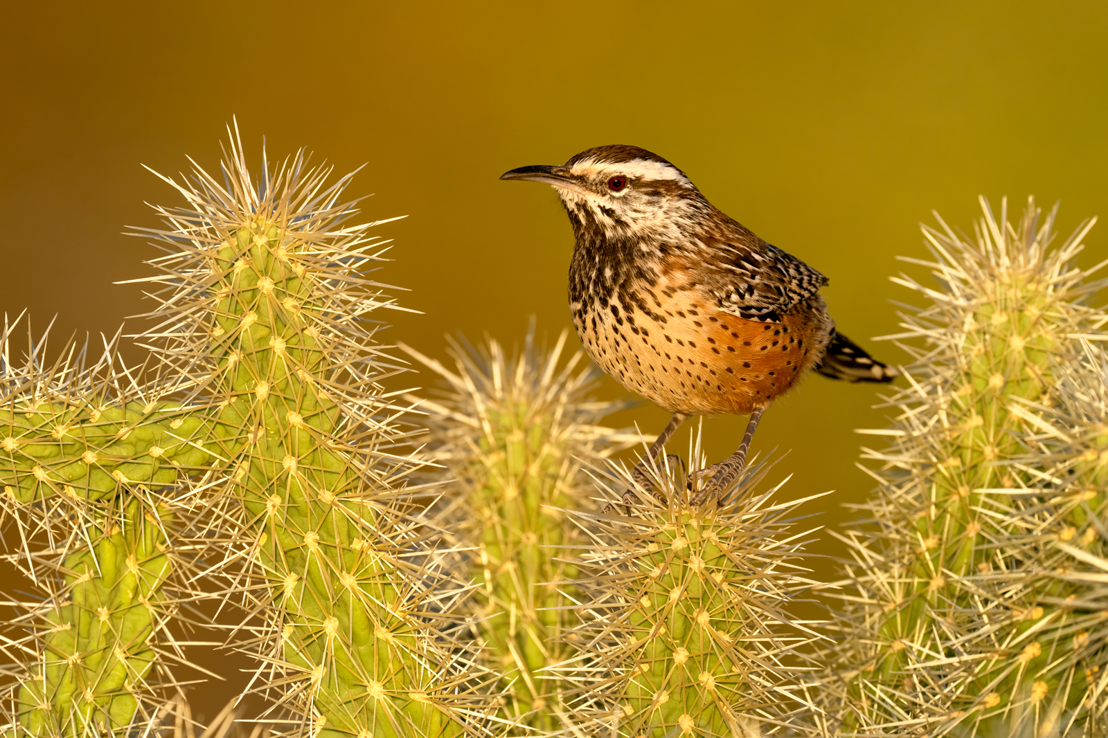 Sonoran Sunset A cactus wren on top of a cactus at sunset