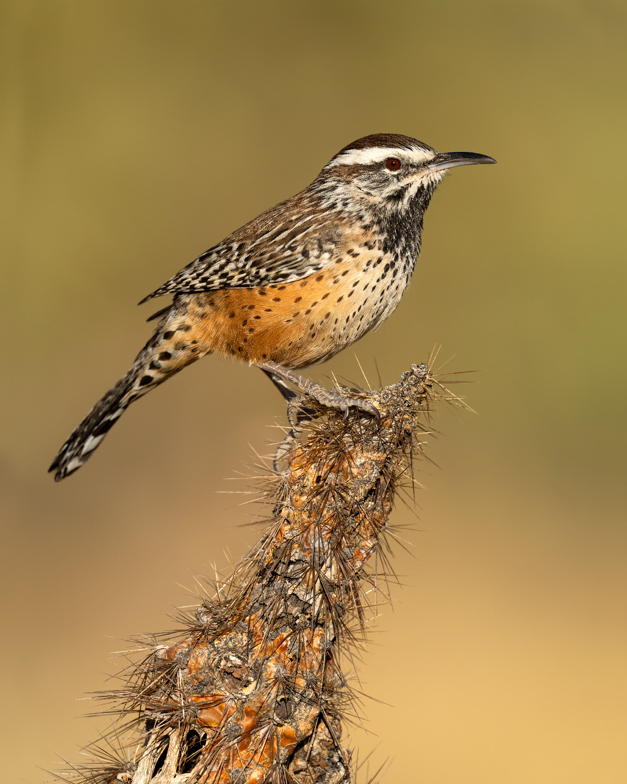 Cactus Wren A cactus wren at the top of a dead cholla cactus