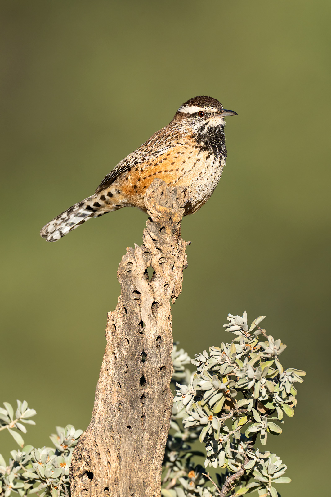 Cactus Wren A cactus wren on a branch with sage.