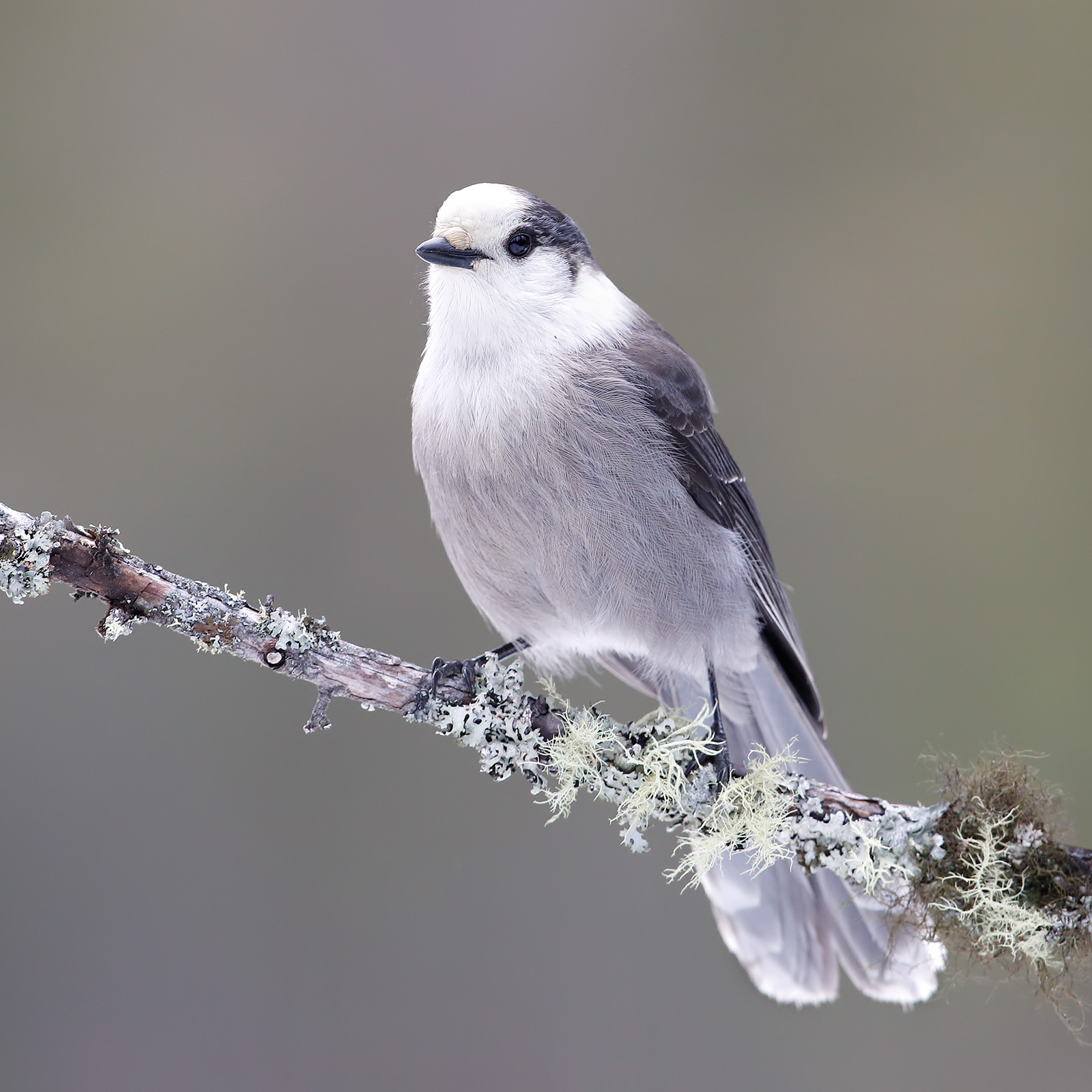 Canada Jay Following leaf drop but before the first snowfall of the year, the boreal forests of upstate New York are all cool tones of blue...