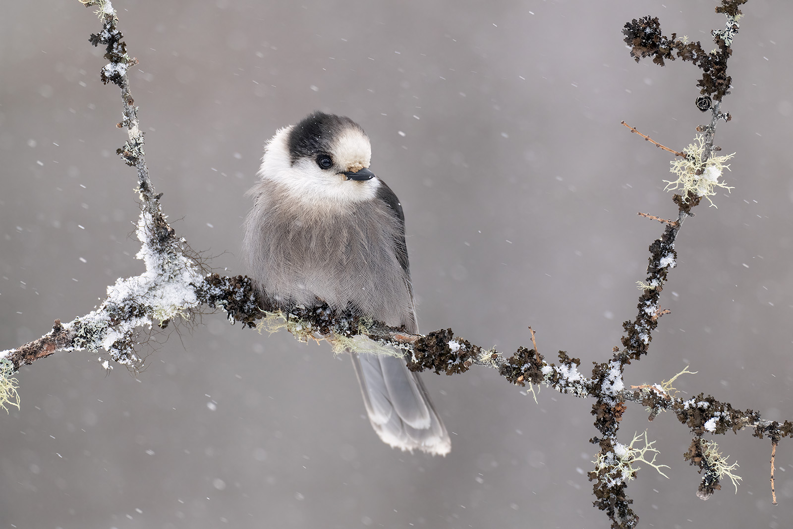 Little Winter Watcher A Canada jay perched in the snow in the Adirondack Mountains of New York