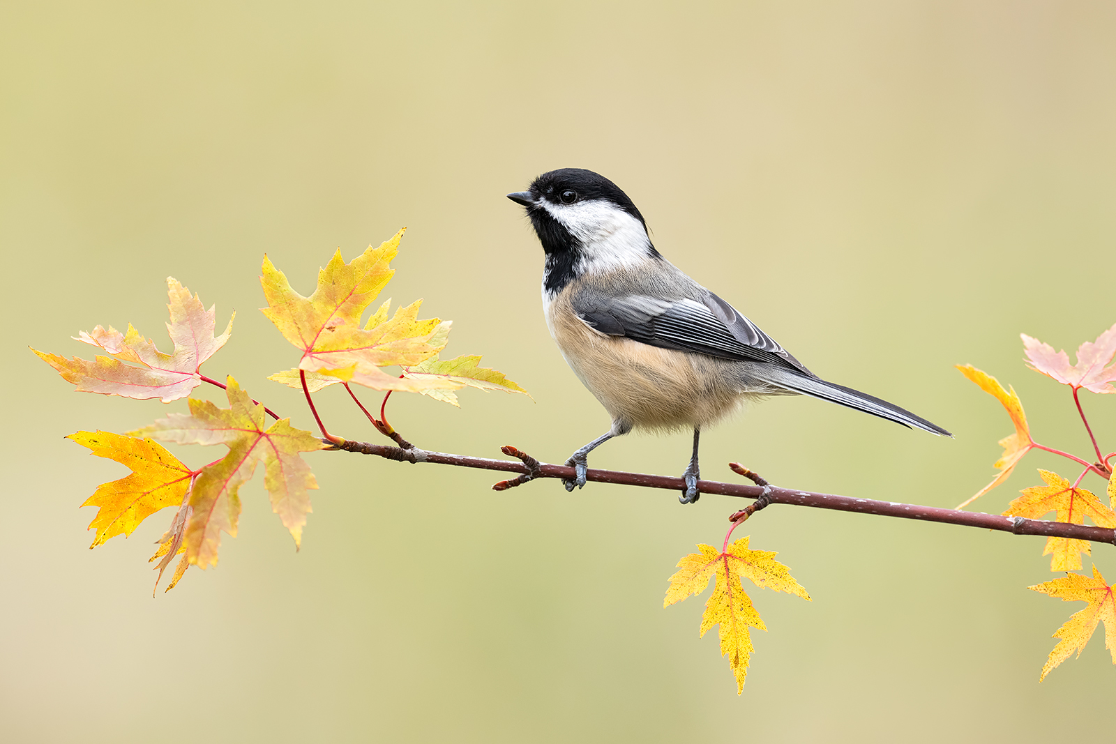 A chickadee perched on a maple branch with yellow leaves.