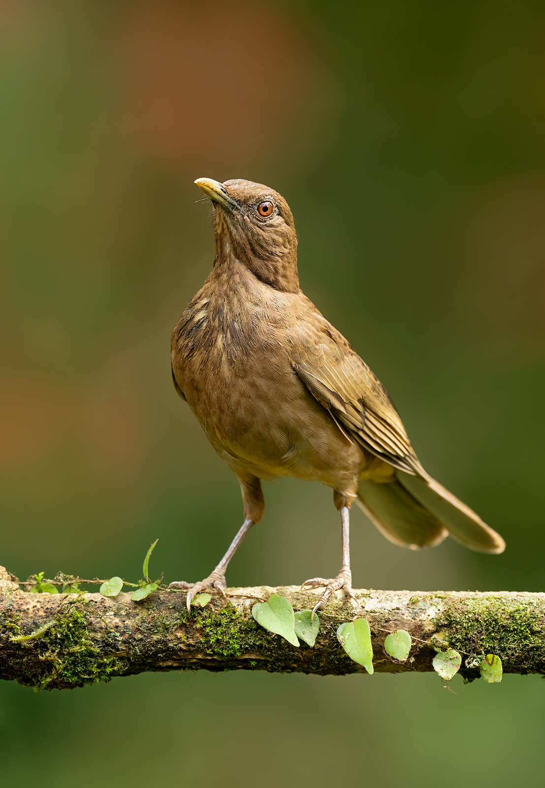 Clay-colored Thrush A clay-colored thrush on a branch with vines.