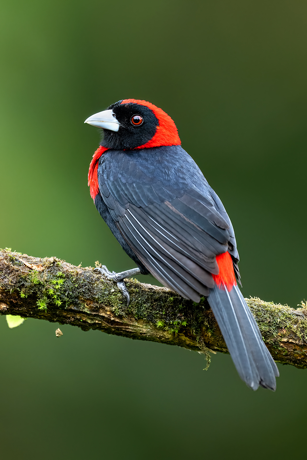 Crimson-collared Tanager A crimson-collared tanager on a mossy branch.