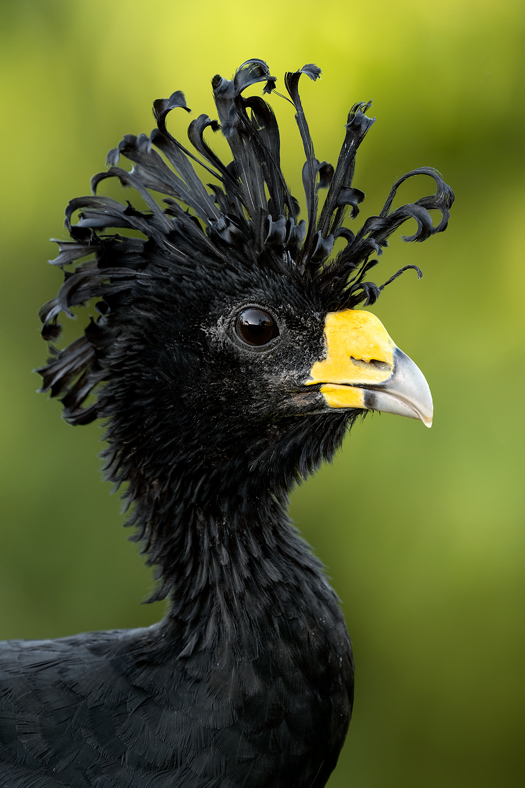 Great Curassow A male great curassow with his crest raised.