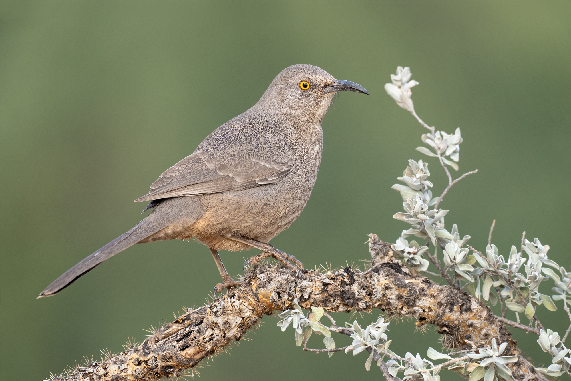 Curve-billed Thrasher A curve-billed thrasher standing on a cactus branch with sage.