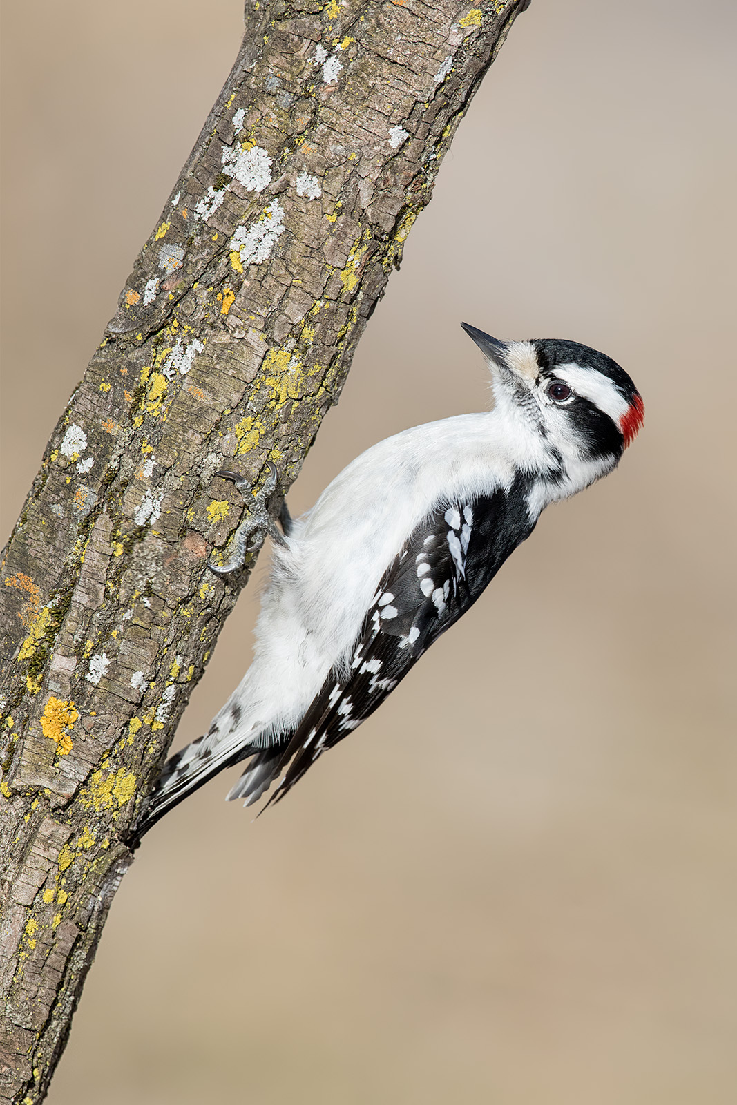 Undercling A male downy woodpecker holds on to the back side of a tree branch covered in colorful lichens.