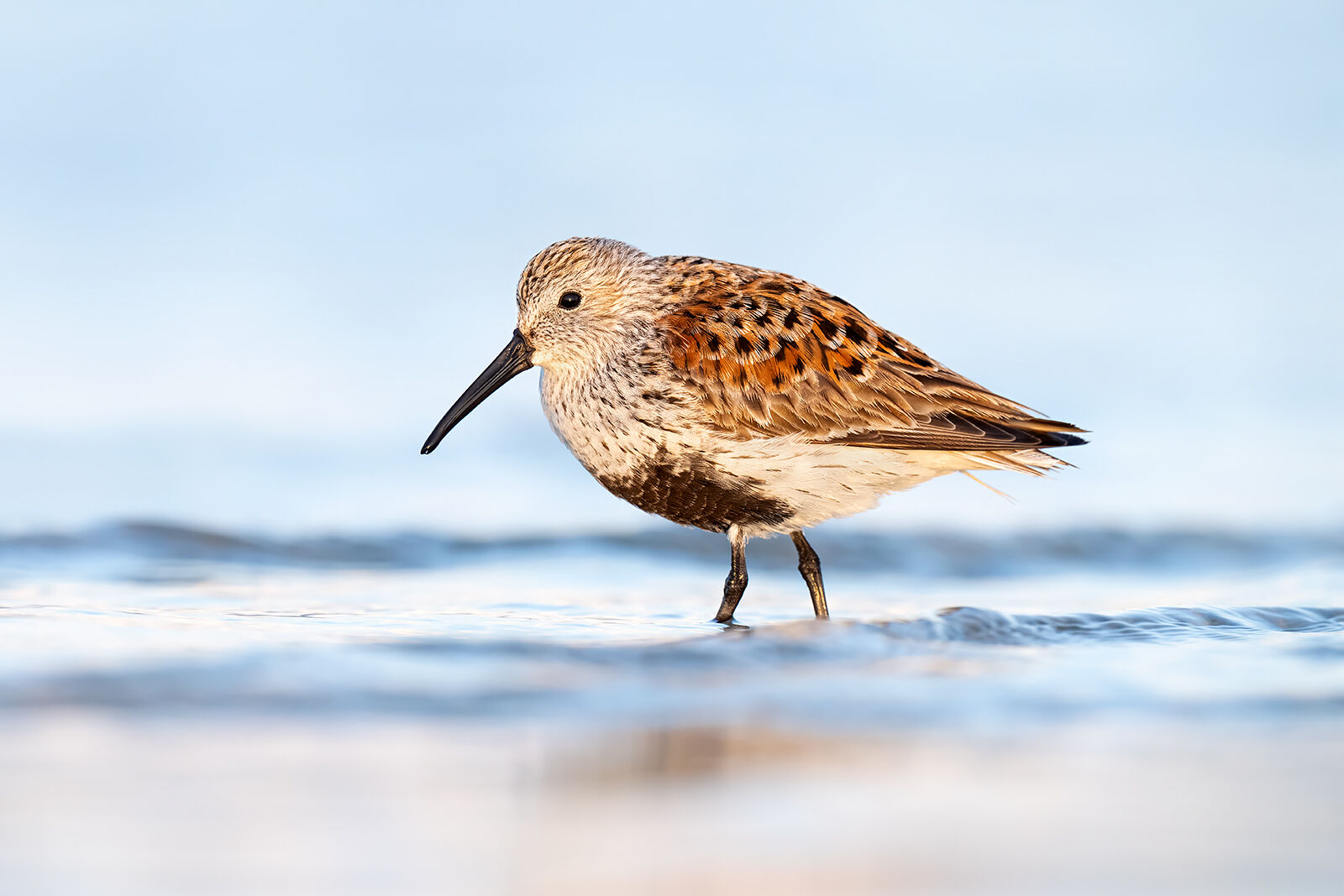 Dunlin A dunlin in breeding plumage in the water