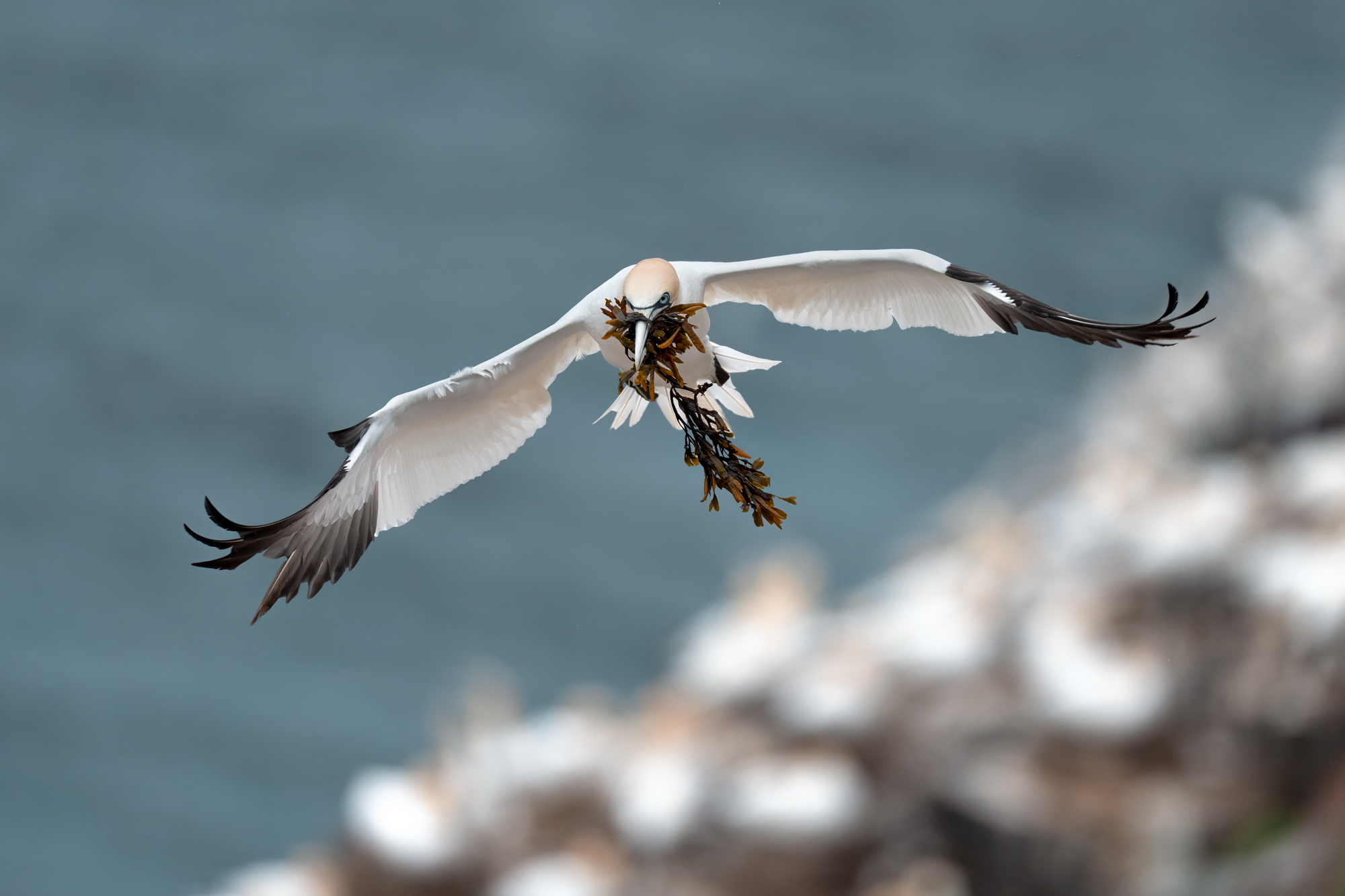 Northern Gannet A northern gannet flying and carrying seaweed in its beak