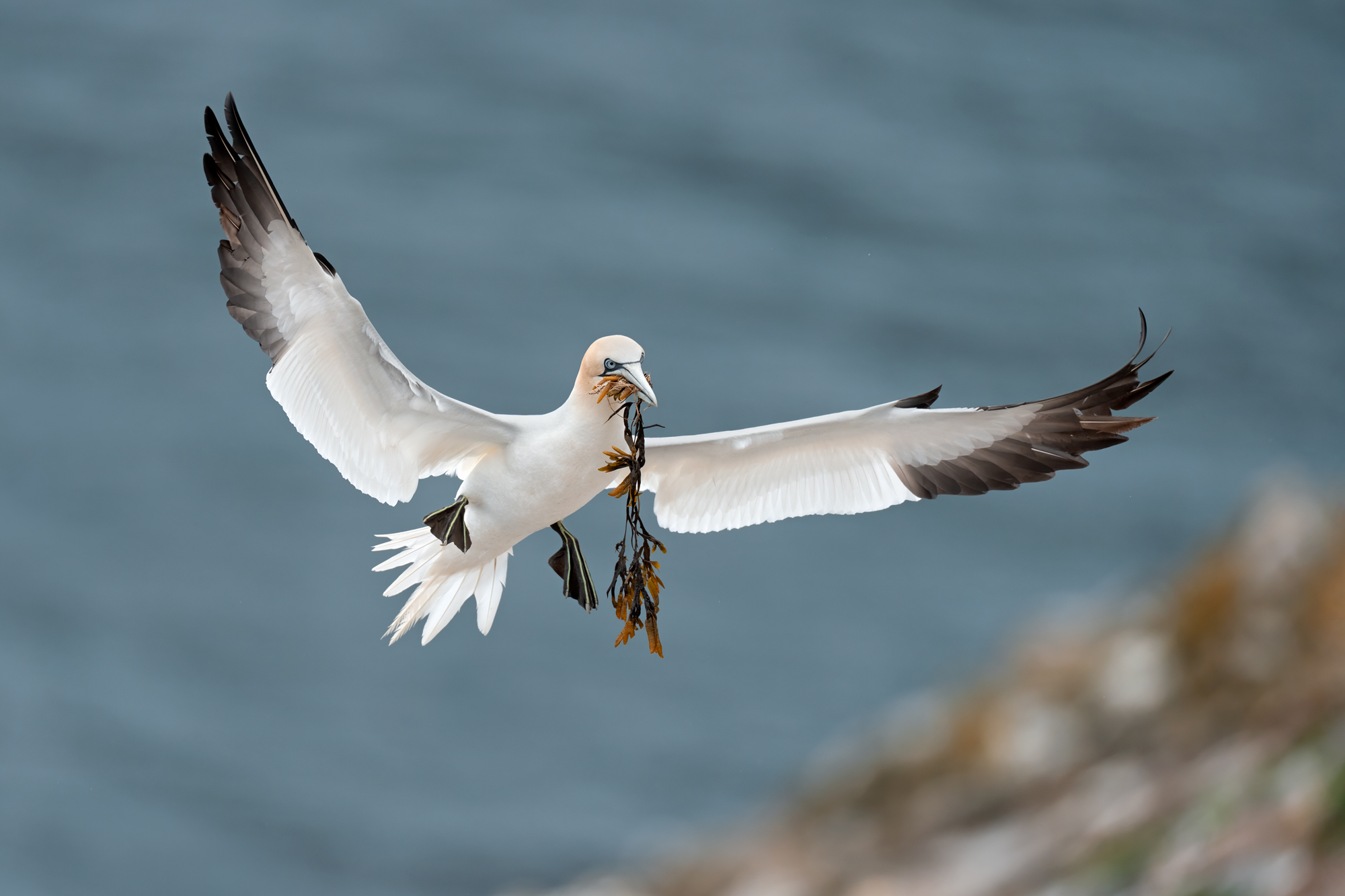 Wings in Third A northern gannet in flight, carrying seaweed in its beak
