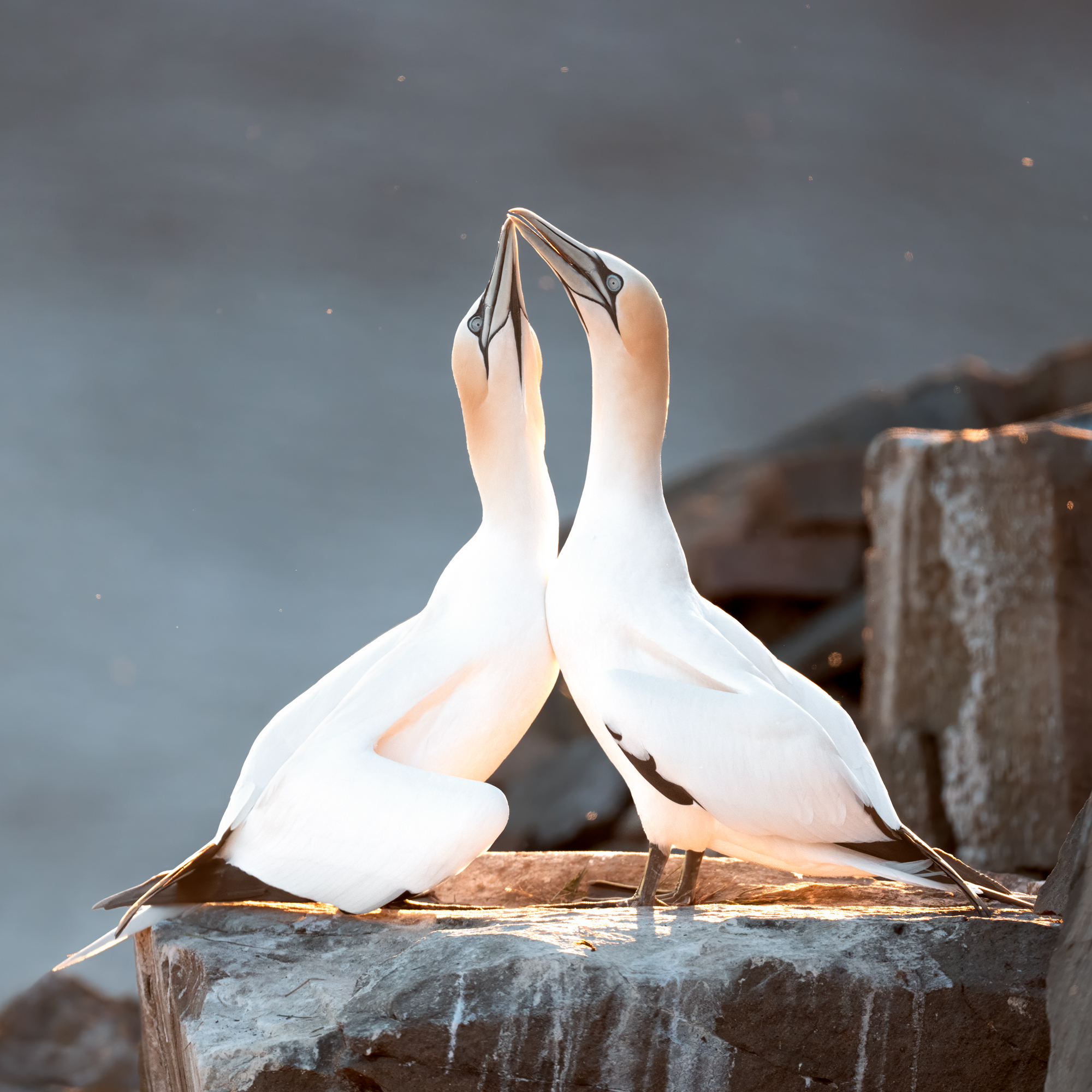 L'Amour Fou A preening pair of northern gannets