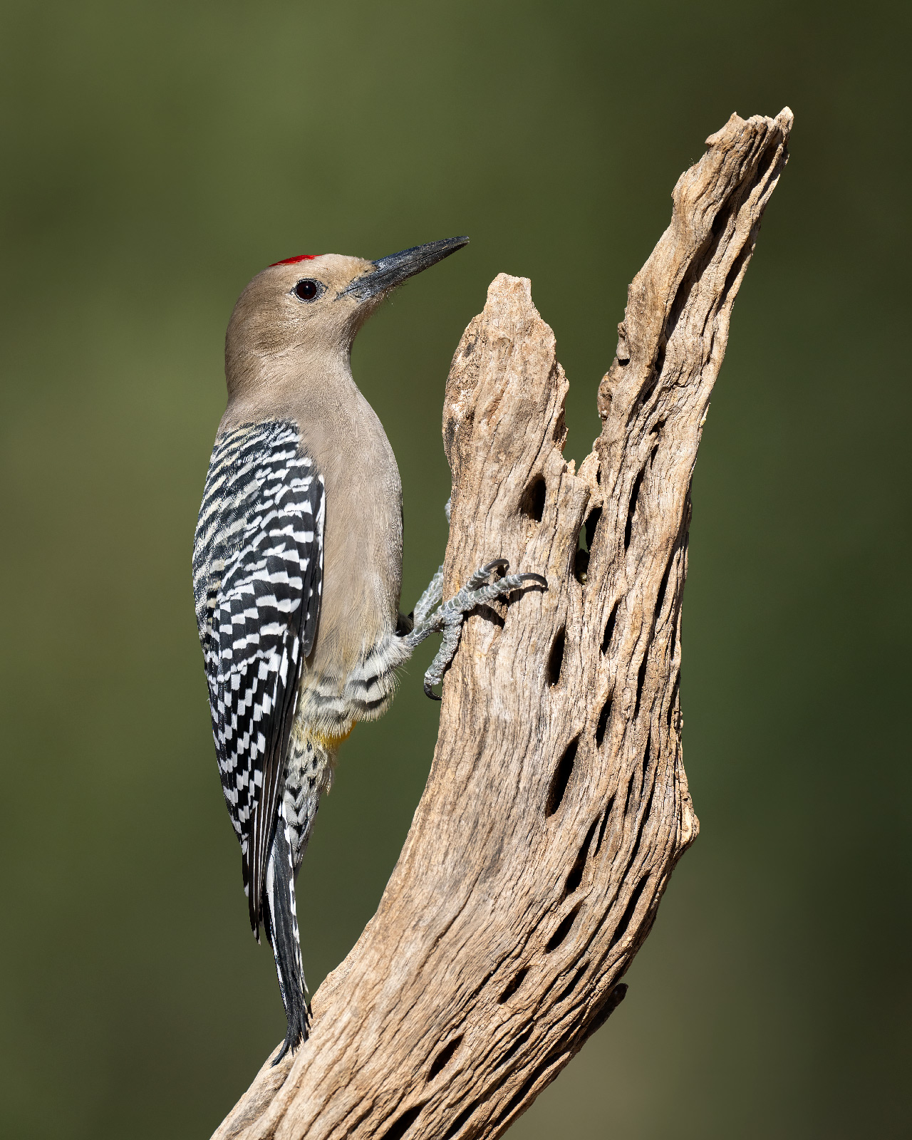 Gila Woodpecker A male Gila woodpecker on a tree trunk