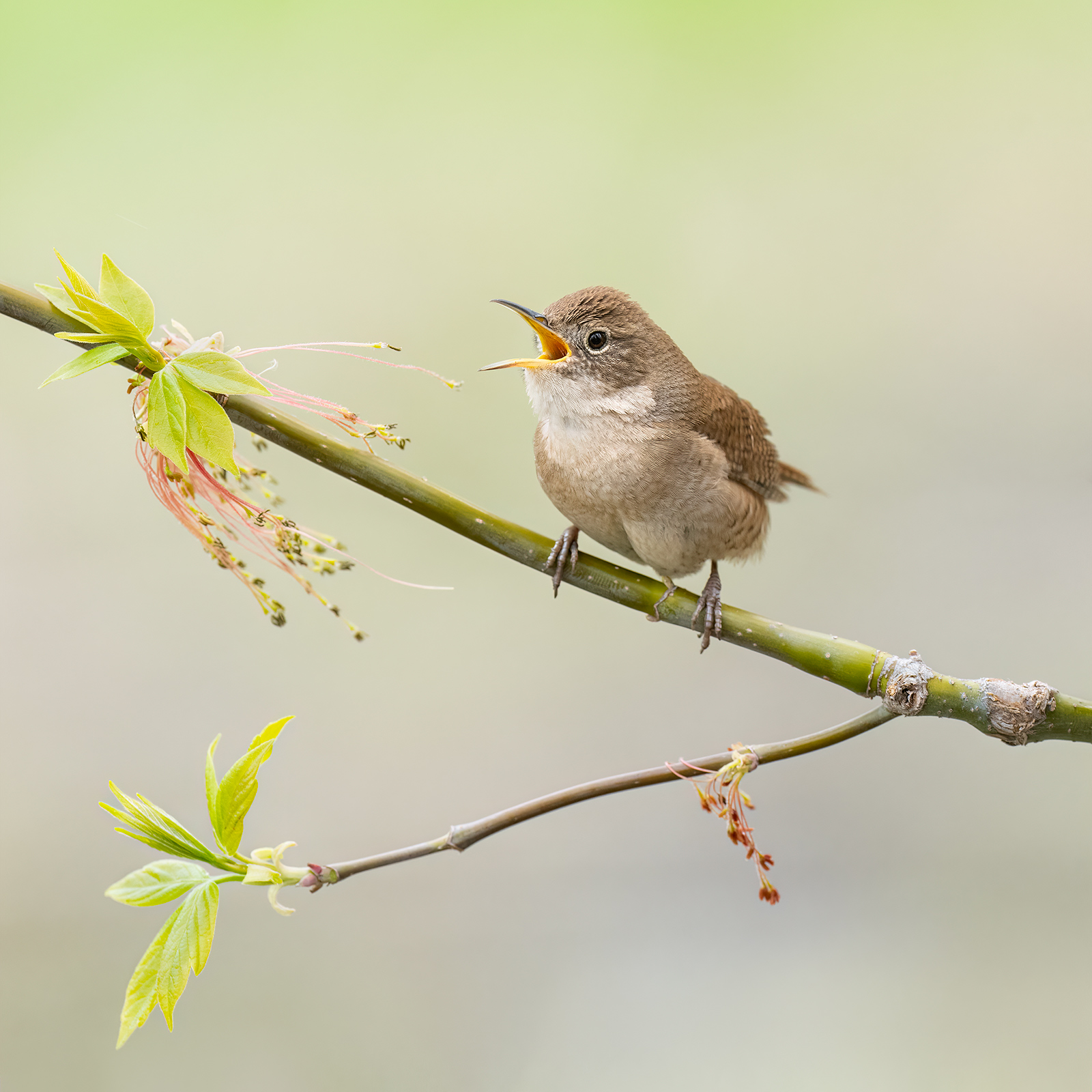 House Wren A house wren singing from a newly-budded maple branch in Quebec.