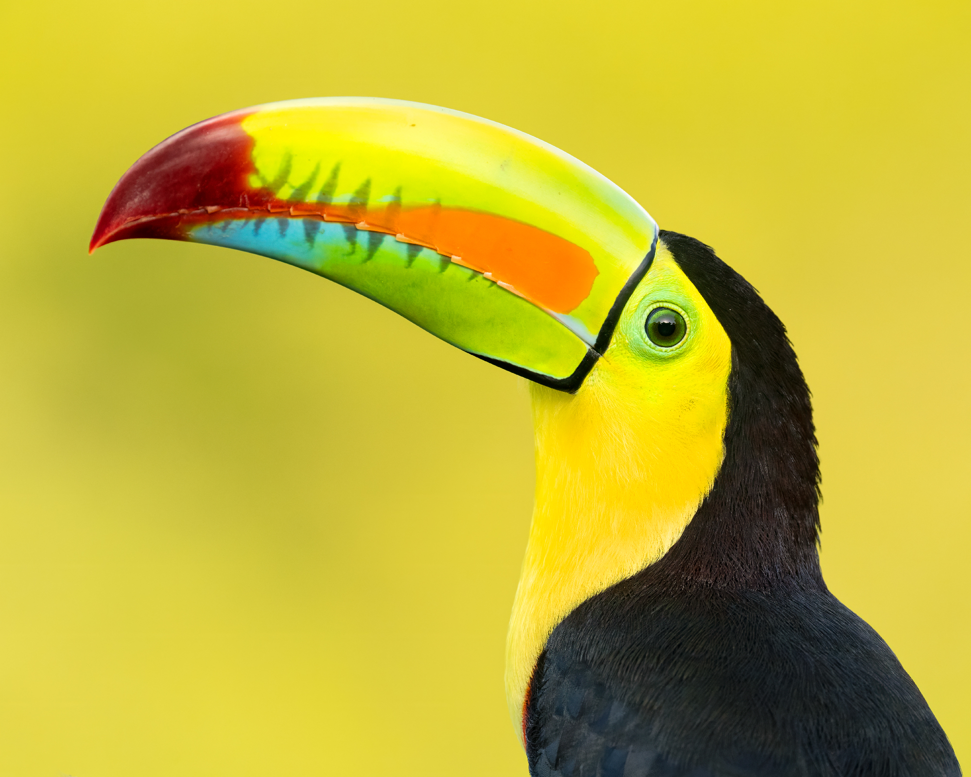 Golden Hour Toucan A close-up of a keel-billed toucan