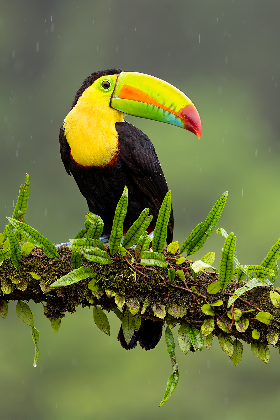 Arco Iris A keel-billed toucan on a vine-covered branch in a rainstorm.