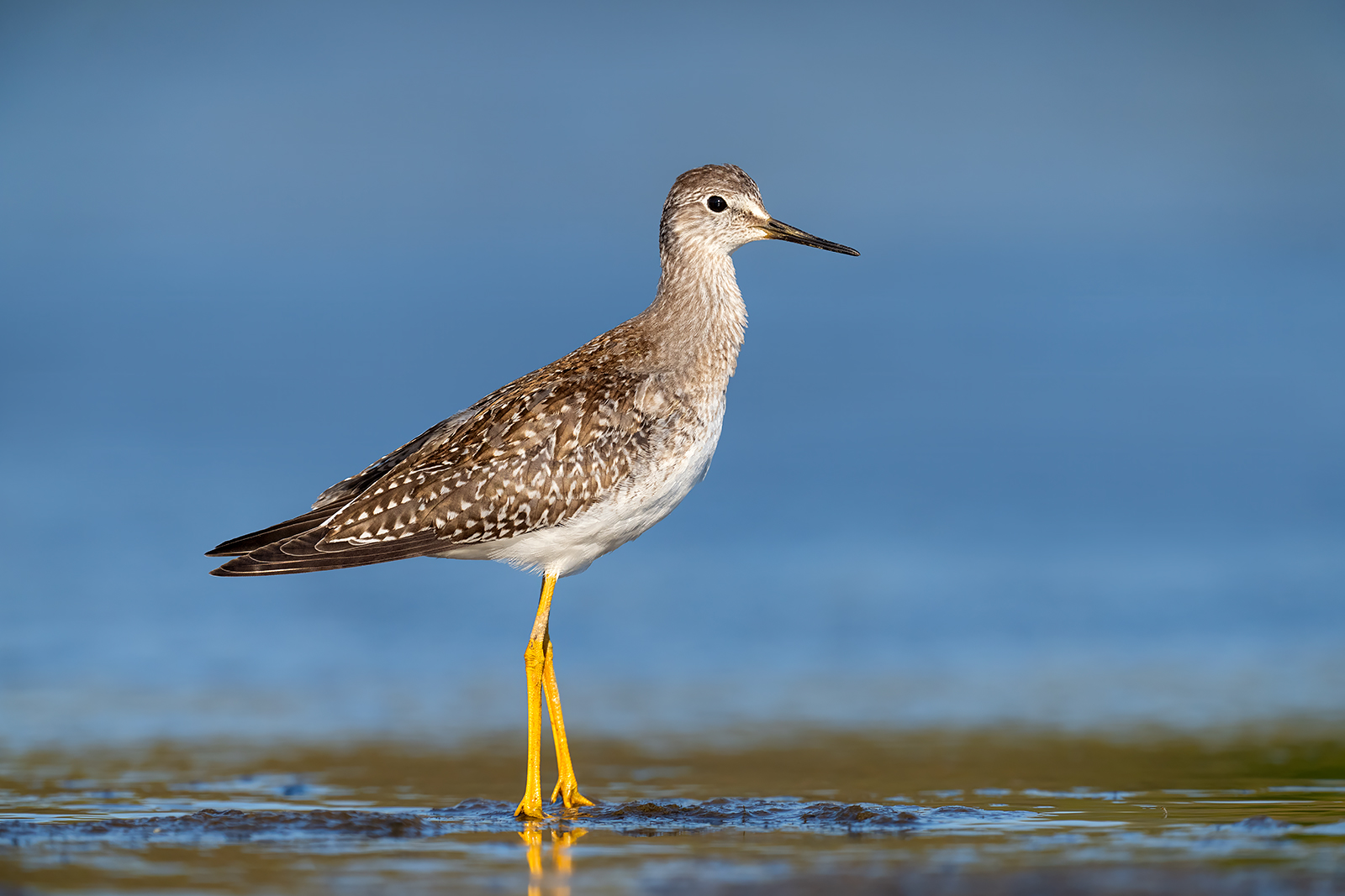 A lesser yellowlegs in water at sunset