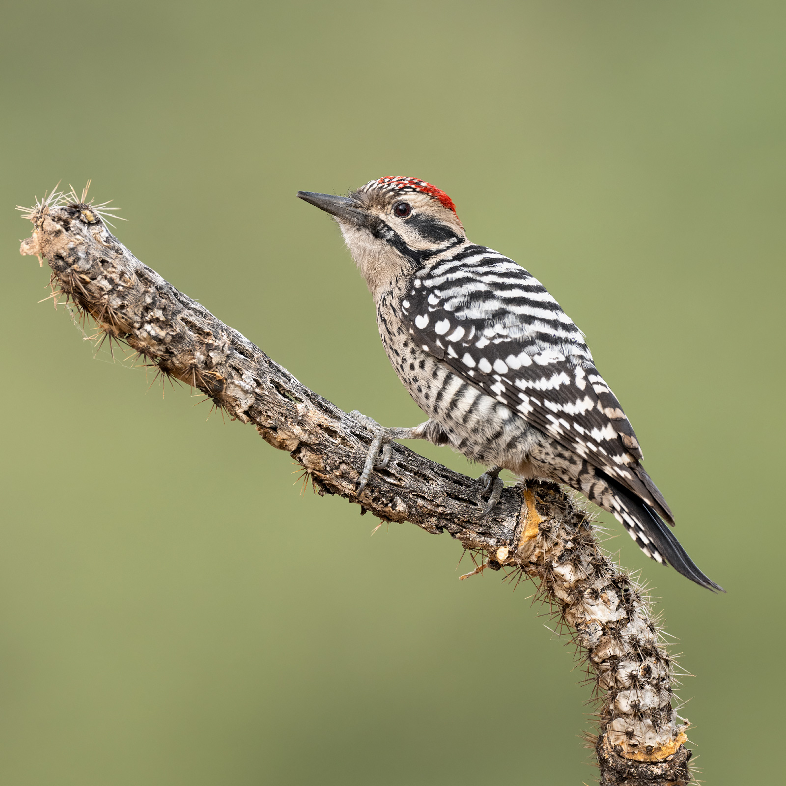 Ladder-backed Woodpecker A male ladder-backed woodpecker on a dead cholla cactus branch.