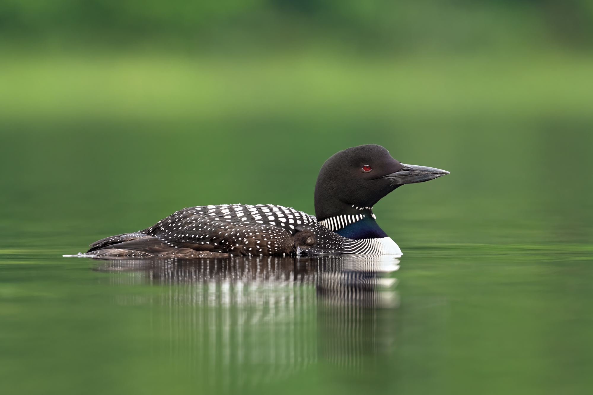 Precious Cargo A common loon carrying a sleeping loon chick under her wing.