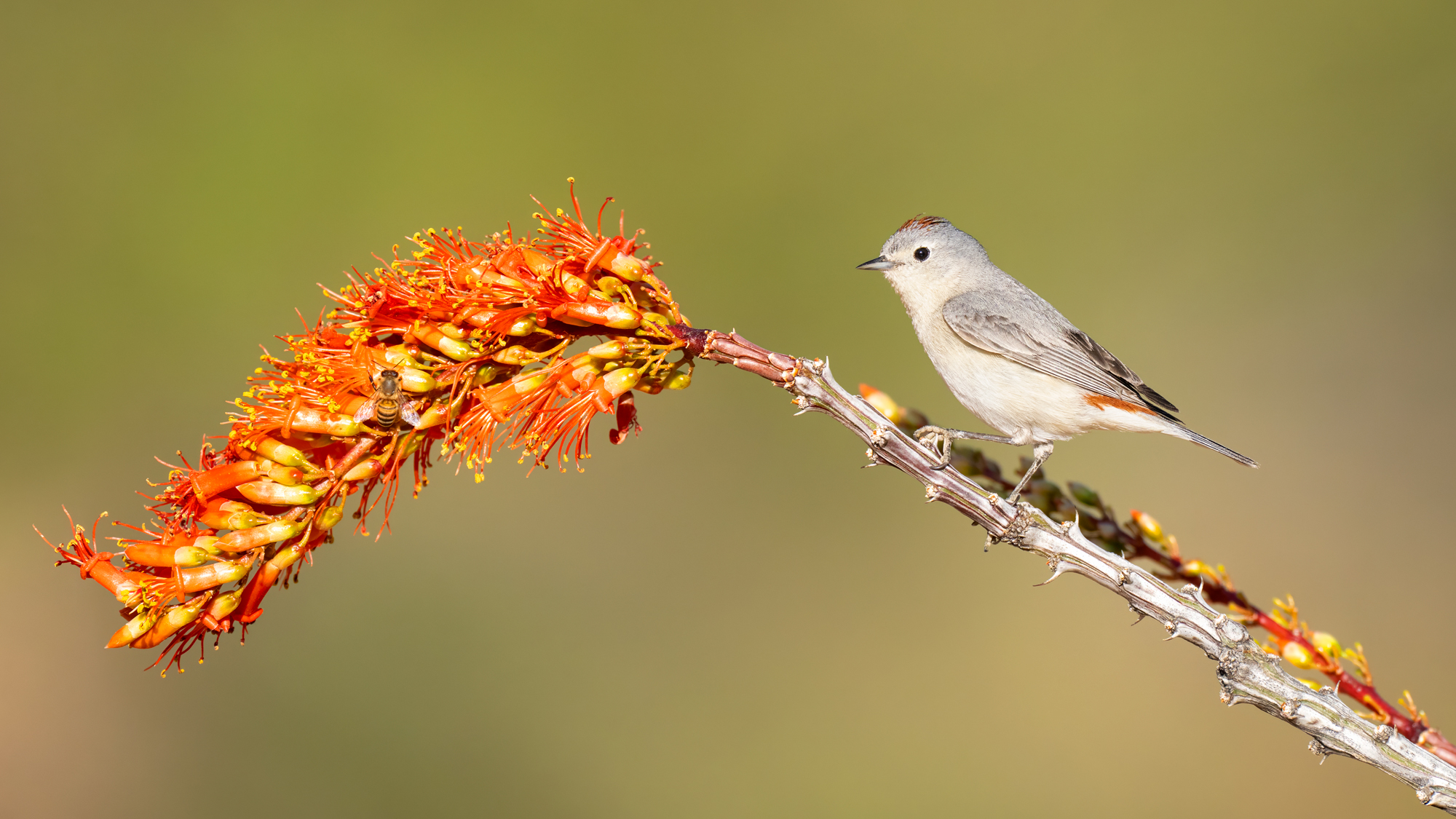 Lucy's Warbler A lucy's warbler standing on a blooming ocotillo