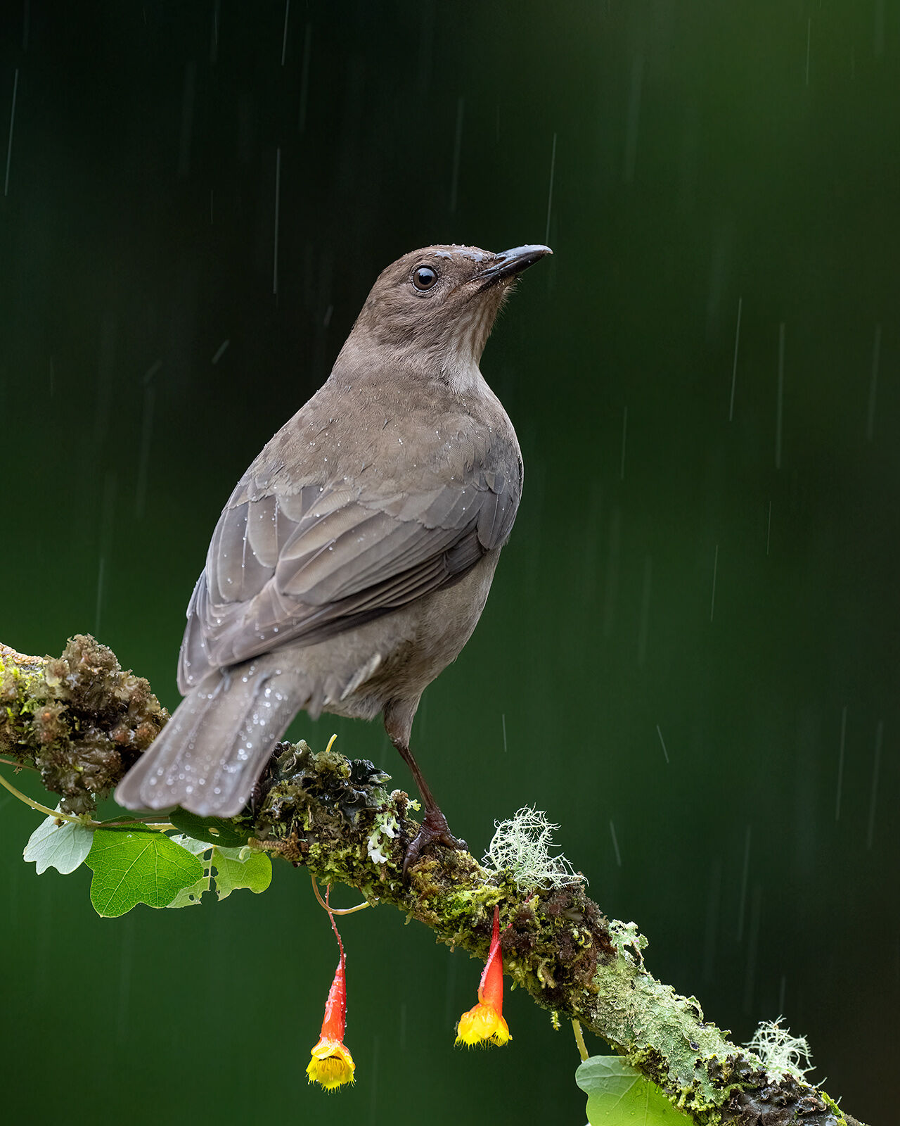Mountain Thrush A mountain thrush in the rain, perched on a branch with flowers.