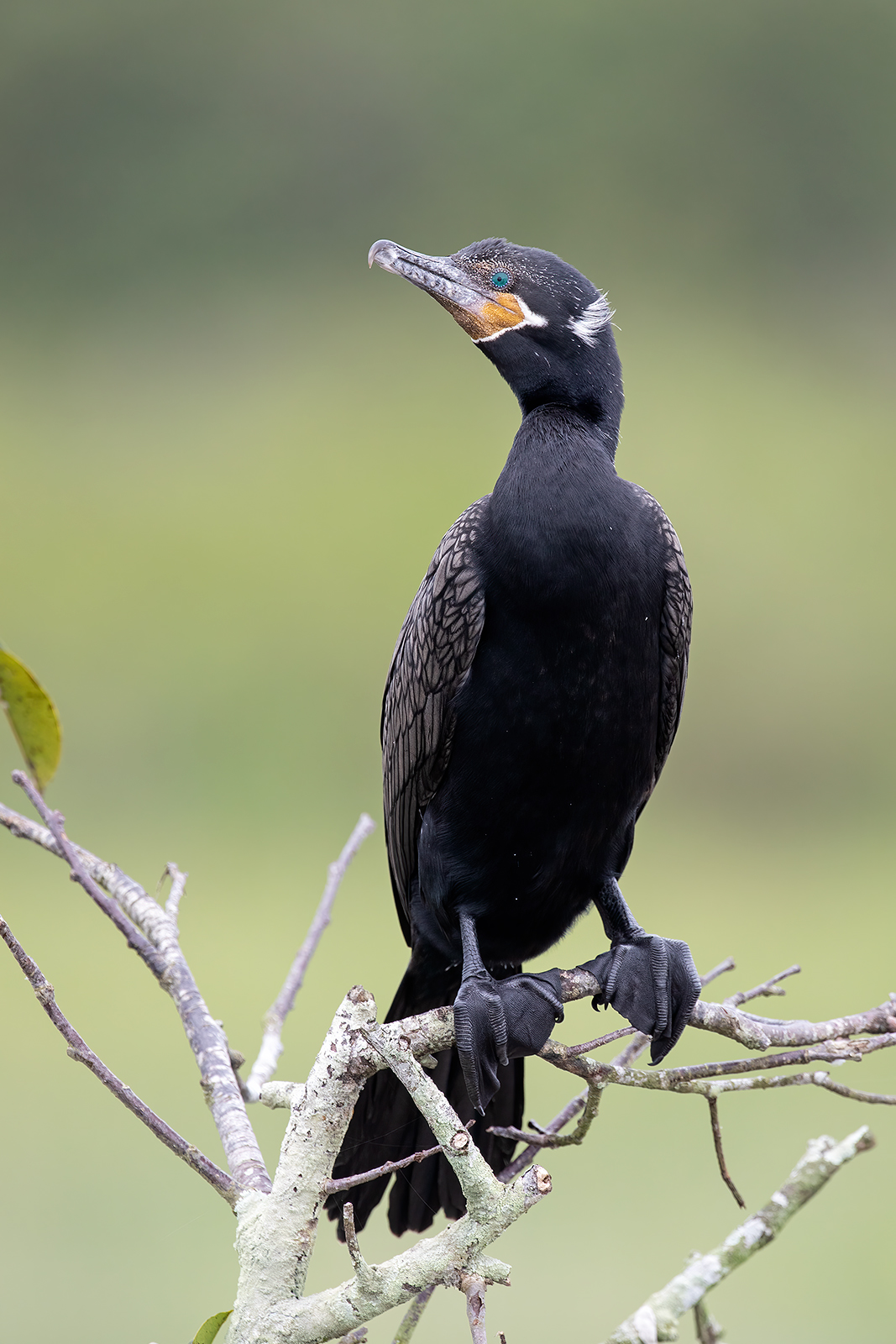 Neotropic Cormorant A neotropic cormorant perched on a crag.