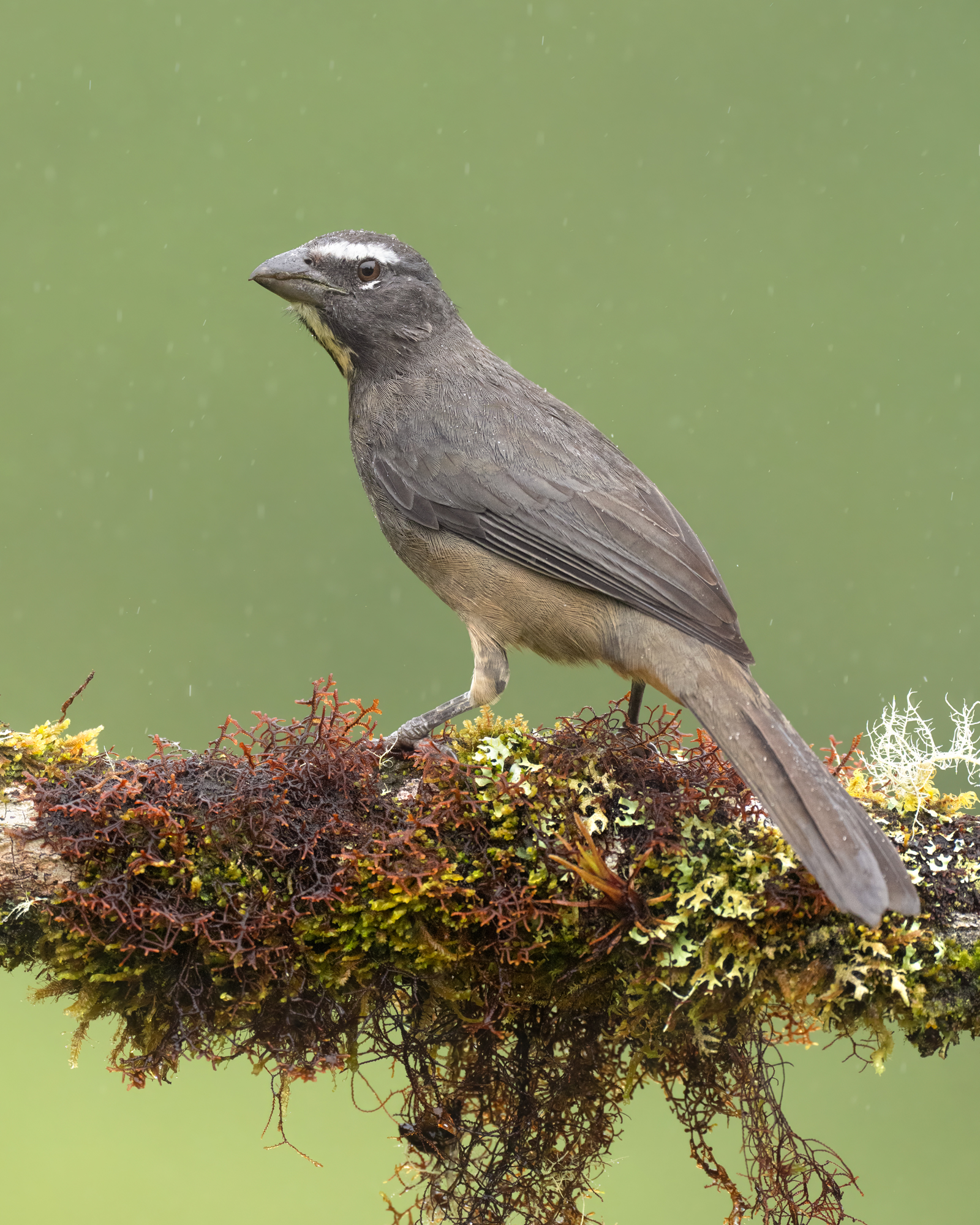 Rain Dancer A northern grey saltator on a mossy branch in the rain