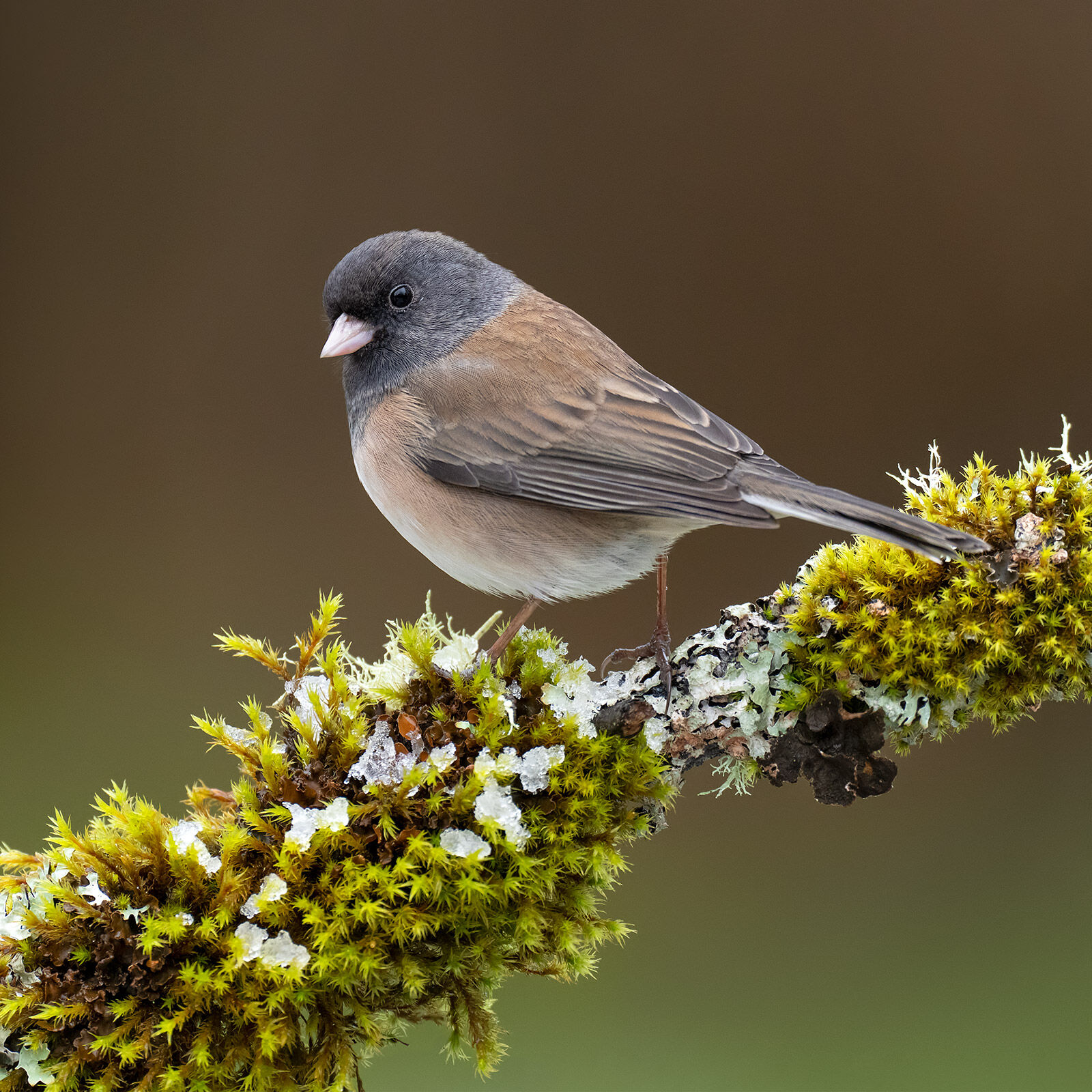 Oregon Junco An Oregon junco looking over its shoulder on a mossy branch with spots of snow and ice in British Columbia.