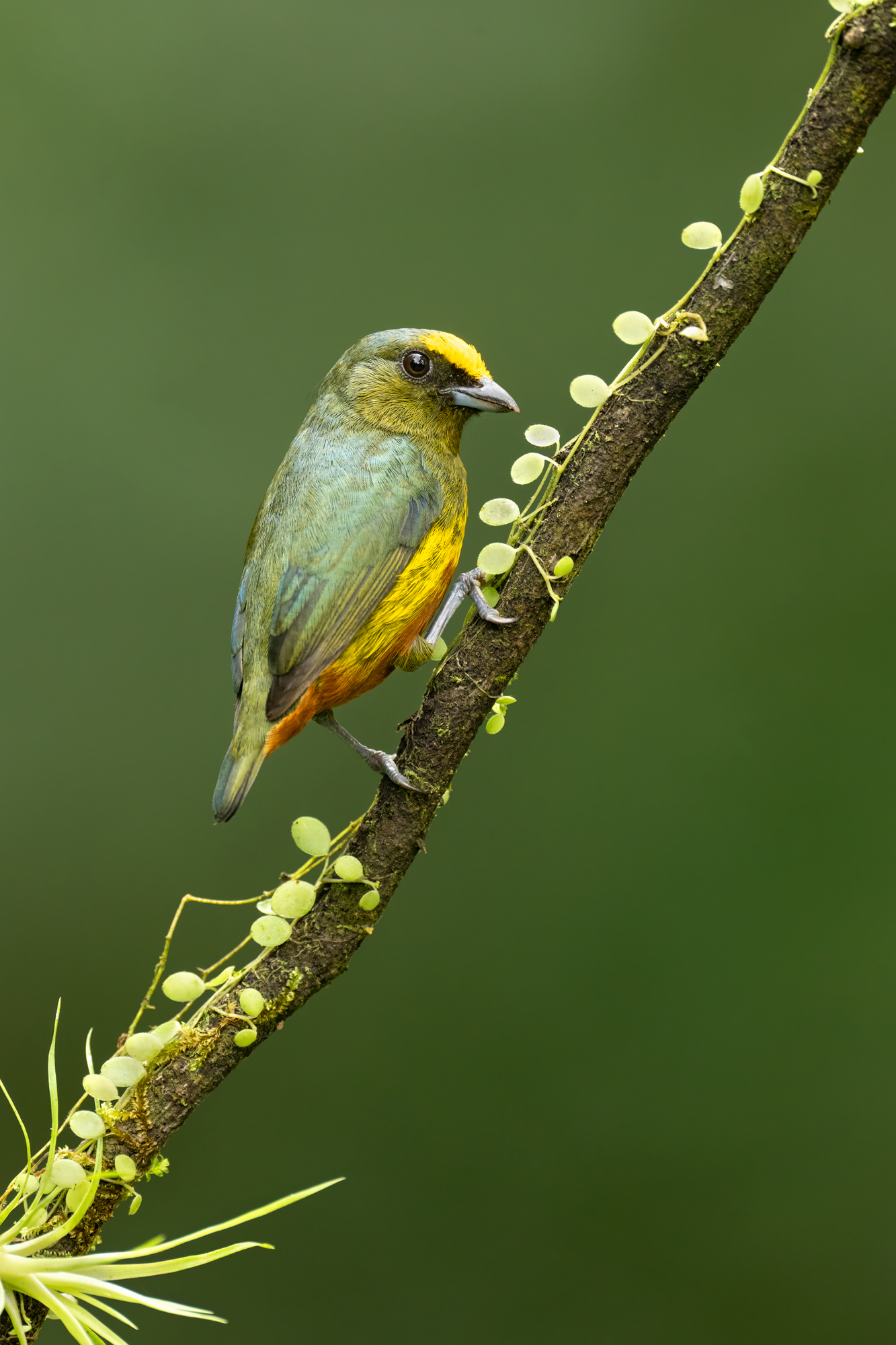 Olive-backed Euphonia A male olive-backed euphonia on a thin branch with round leaves.