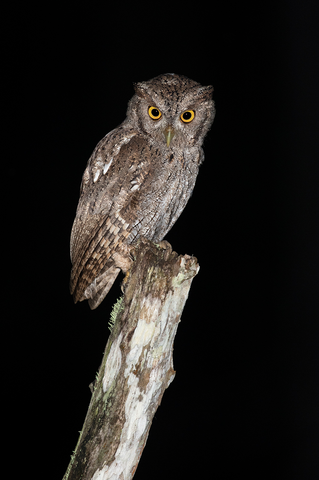 Pacific Screech Owl A Pacific screech owl on a fence post at night.